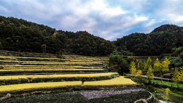 梯田风光