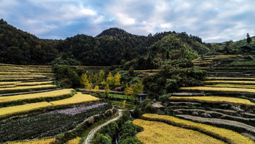 灵山梯田