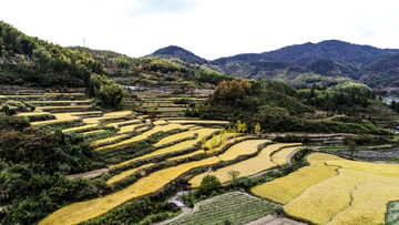 灵山梯田