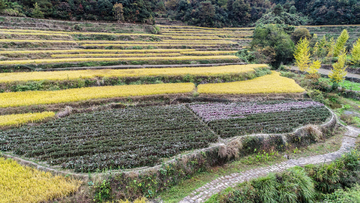 灵山梯田