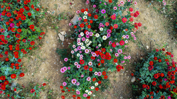 花卉