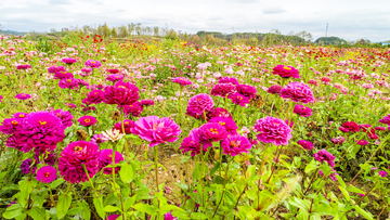 花卉菊花