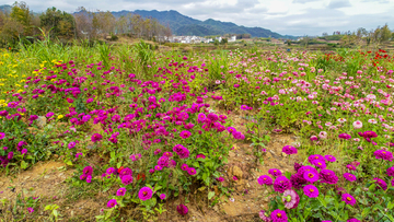 花卉菊花