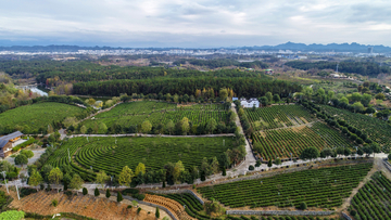 茶山风光