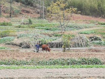 乡村即景