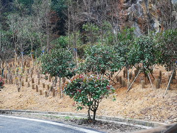 乡村