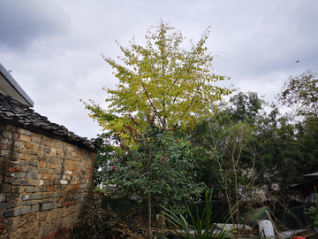 乡村