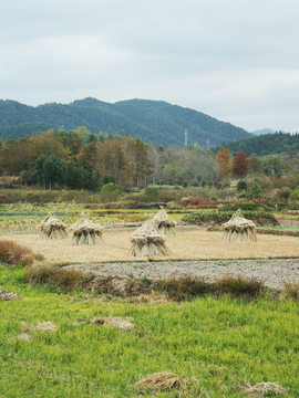乡村即景