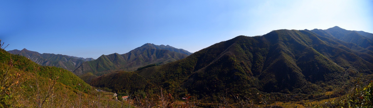 步云山野生柞树林