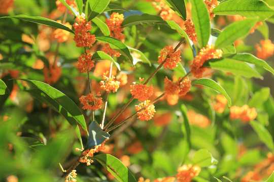 金桂花树