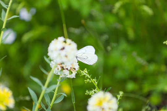 白蝴蝶和花草