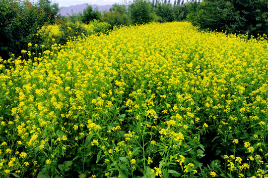 金黄色的油菜花