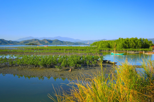 惠州盐洲岛湿地公园