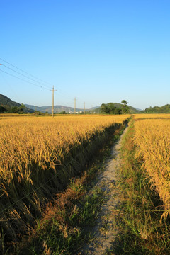 惠州盐洲镇杨屋水稻场