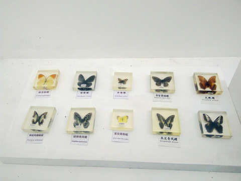 蝴蝶标本展示