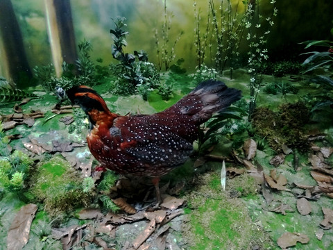 林中野鸡