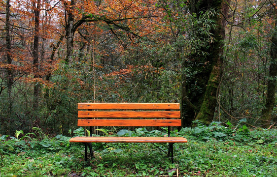 公园秋色长椅木凳