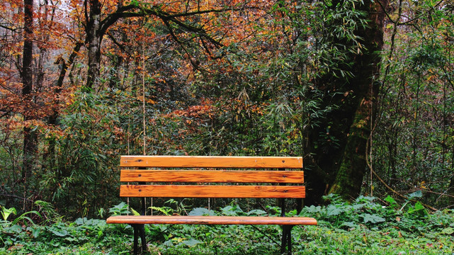 公园秋色下的长椅木凳