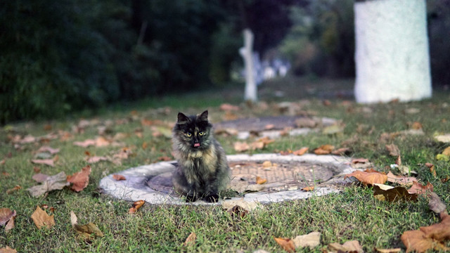 坐在草地上的猫