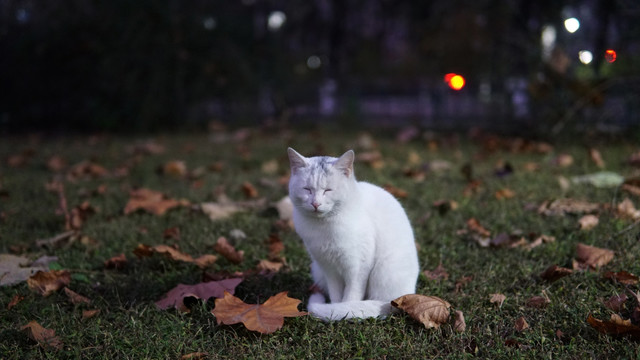 坐在草地眯着眼的白色猫