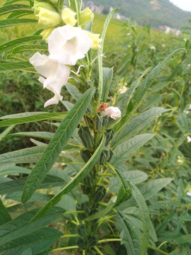 芝麻