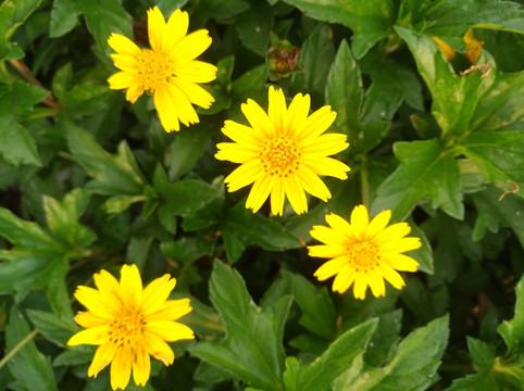 小花