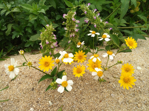 野花