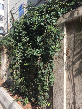 中式庭院