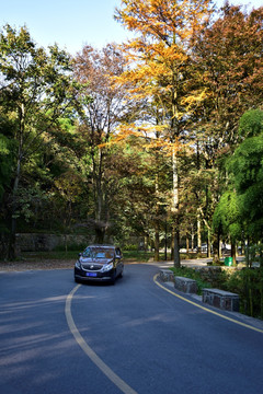 林间公路上的汽车