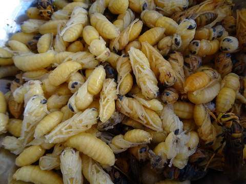 蜂蛹