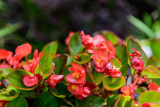 绿植鲜花背景纹理