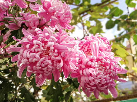 龙爪菊