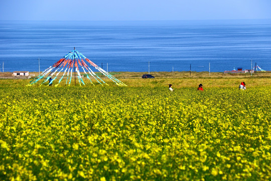 青海湖油菜花经幡