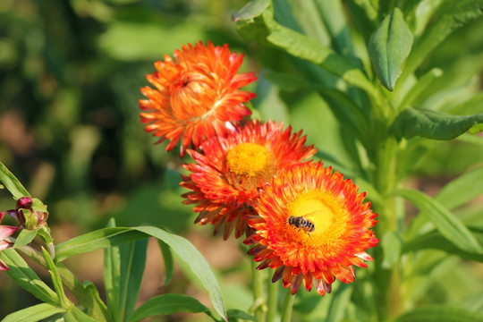 麦秆菊