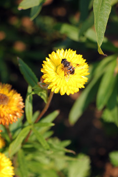 麦秆菊