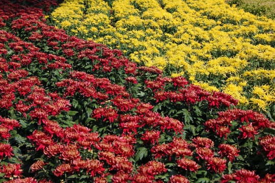 北京国际鲜花港花圃