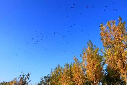 飞鸟天空