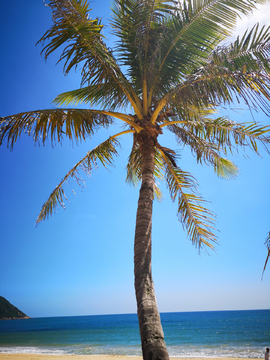 大海边的椰子树