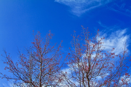 红果树枝蓝天白云