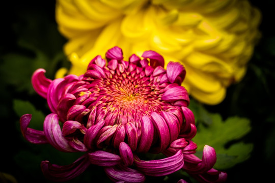 菊