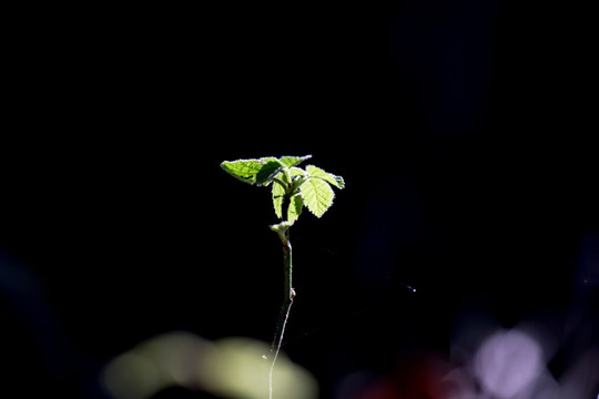 草
