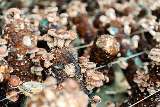 人工栽培的蘑菇