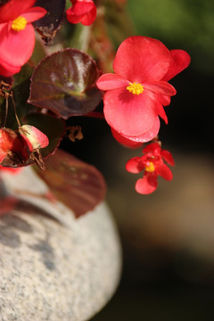 红花