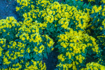 鲜花贴图 鲜花背景素材