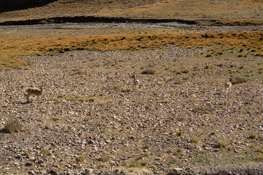 西藏野生藏原羚43