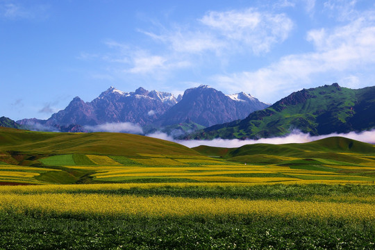 天境祁连雪山油菜花草原林海云雾