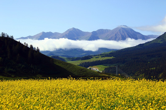 天境祁连雪山油菜花草原林海云雾