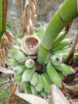 芭蕉树上的鸟巢