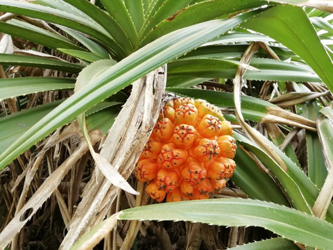 山菠萝华露兜婆锯筋热带植物