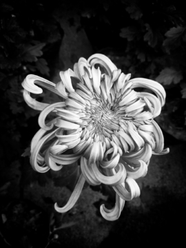 菊花黑白高清图片
